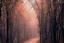 欧冠ds足球是什么?它能为球迷带来哪些独特体验?